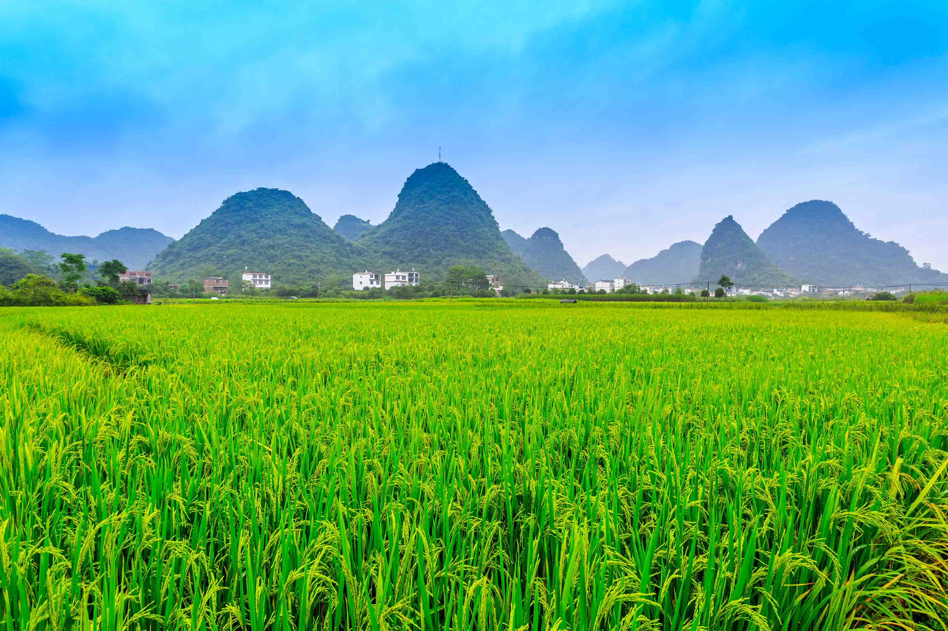 3D Watercolor Mountains Wheat Field Rice Green Wallpaper Wall Mural Wall Decor Wall Art Wall Sticker Remoable Wallpaper