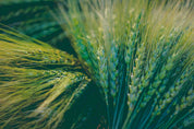 3D Green Wheat Ear Pattern Wallpaper Wall Mural Wall Decor Wall Art Wall Sticker Remoable Wallpaper