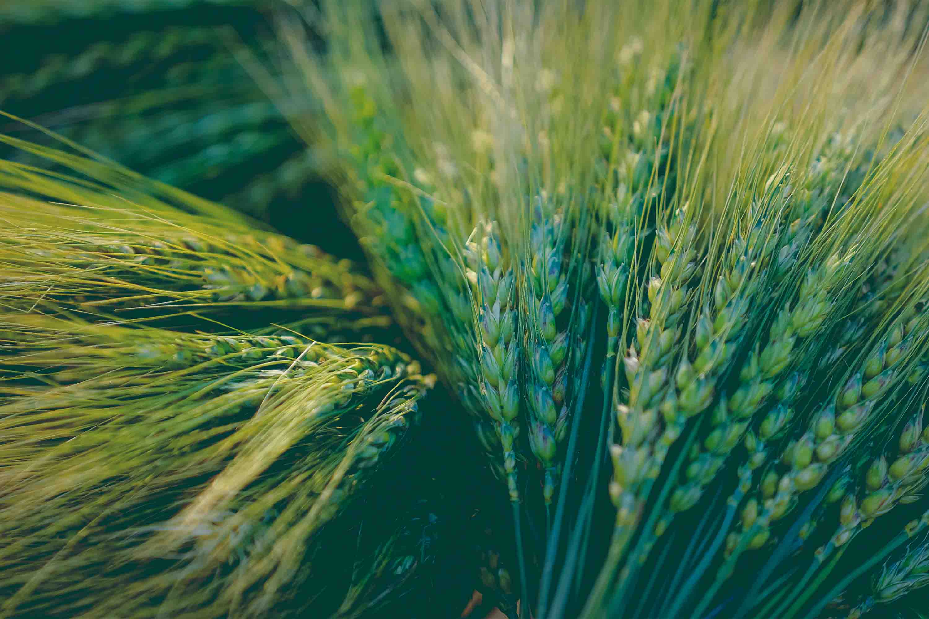 3D Green Wheat Ear Pattern Wallpaper Wall Mural Wall Decor Wall Art Wall Sticker Remoable Wallpaper