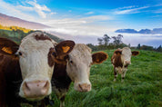 3D Blue Sky Cloud Grassland Animal Cow Wallpaper Wall Mural Wall Decor Wall Art Wall Sticker Remoable Wallpaper LQH