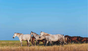 3D Blue Sky Grassland Animal Horse Scenery Wallpaper Wall Mural Wall Decor Wall Art Wall Sticker Remoable Wallpaper LQH