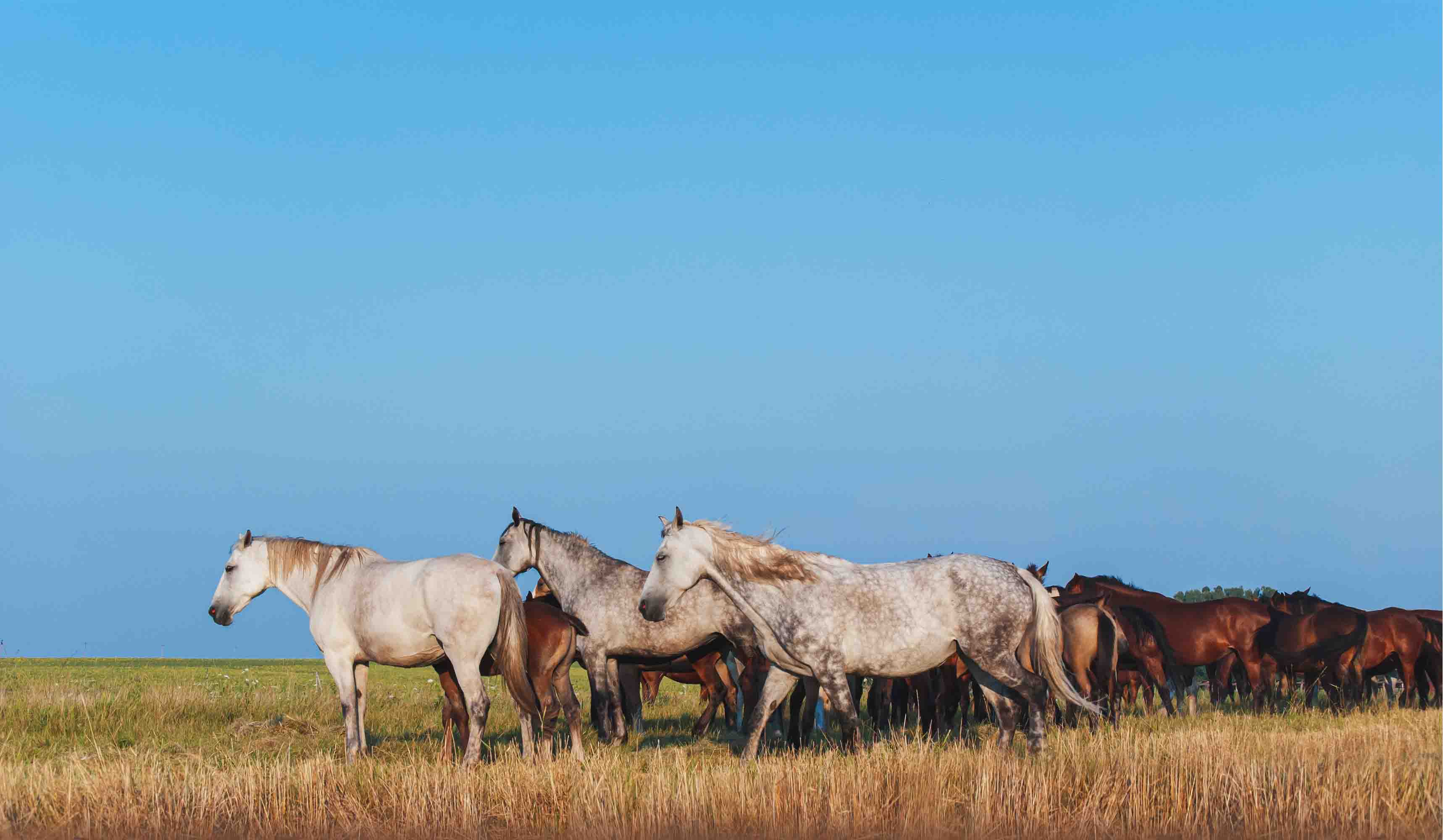 3D Blue Sky Grassland Animal Horse Scenery Wallpaper Wall Mural Wall Decor Wall Art Wall Sticker Remoable Wallpaper LQH