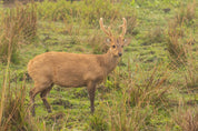 3D Nature Green Forest Sika Deer Wallpaper Wall Mural Wall Decor Wall Art Wall Sticker Remoable Wallpaper 33
