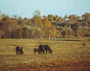 3D Sky Forest Grassland Animal Horse Scenery Wallpaper Wall Mural Wall Decor Wall Art Wall Sticker Remoable Wallpaper LQH