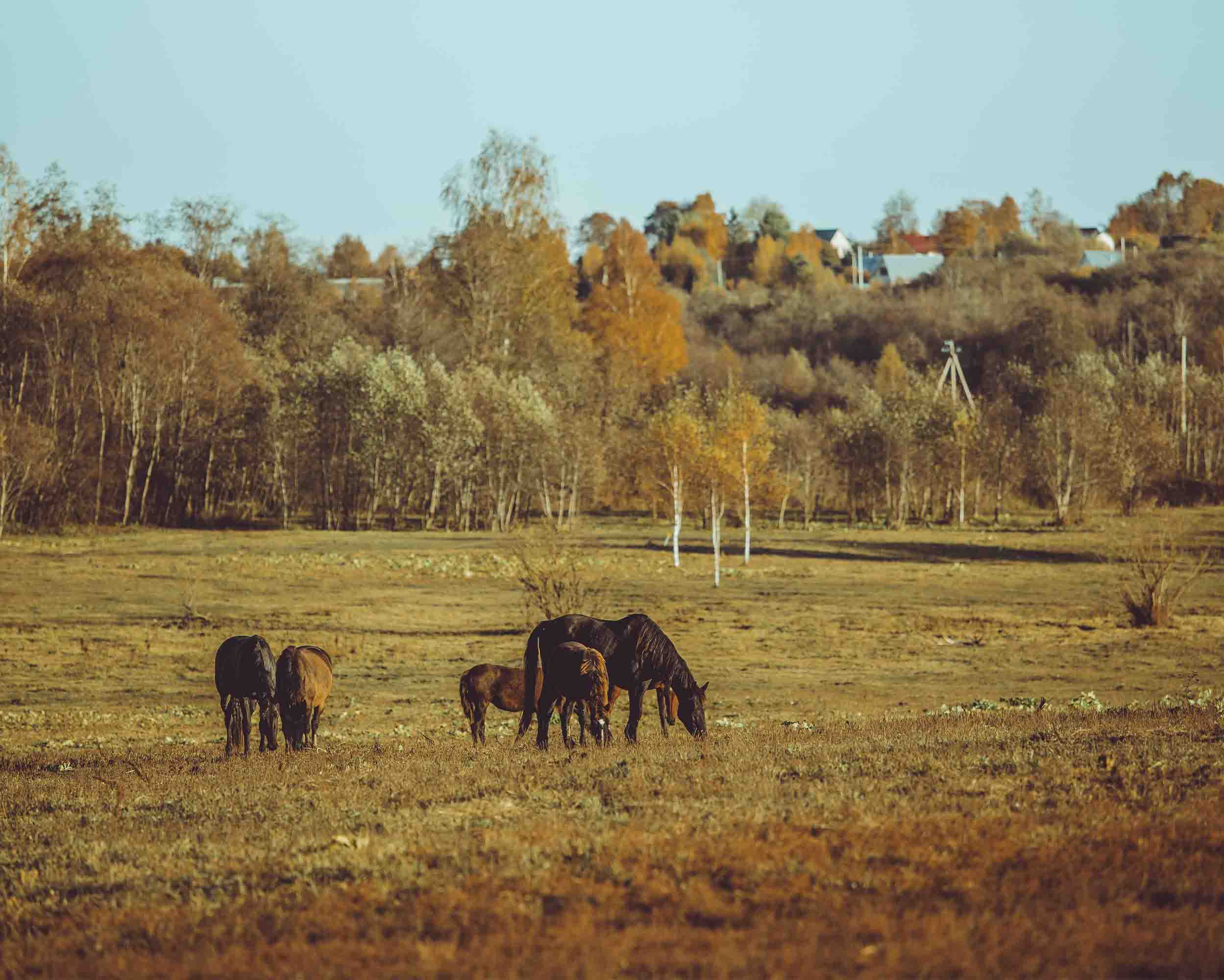 3D Sky Forest Grassland Animal Horse Scenery Wallpaper Wall Mural Wall Decor Wall Art Wall Sticker Remoable Wallpaper LQH