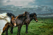 3D Sky Mountains Green Grass Horse Nature Scenery Wallpaper Wall Mural Wall Decor Wall Art Wall Sticker Remoable Wallpaper LQH