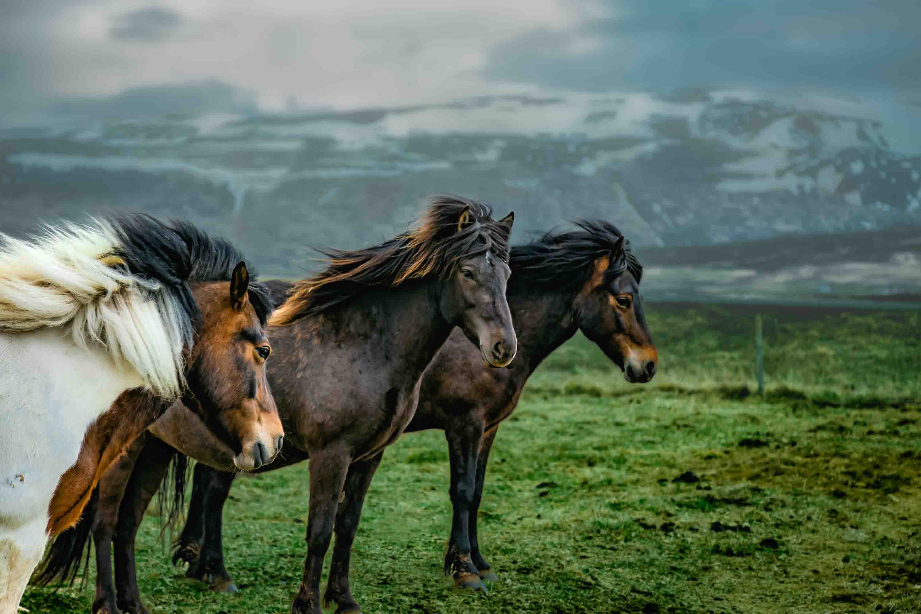 3D Sky Mountains Green Grass Horse Nature Scenery Wallpaper Wall Mural Wall Decor Wall Art Wall Sticker Remoable Wallpaper LQH