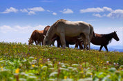 3D Blue Sky Grassland Floral Animal Horse Wallpaper Wall Mural Wall Decor Wall Art Wall Sticker Remoable Wallpaper LQH