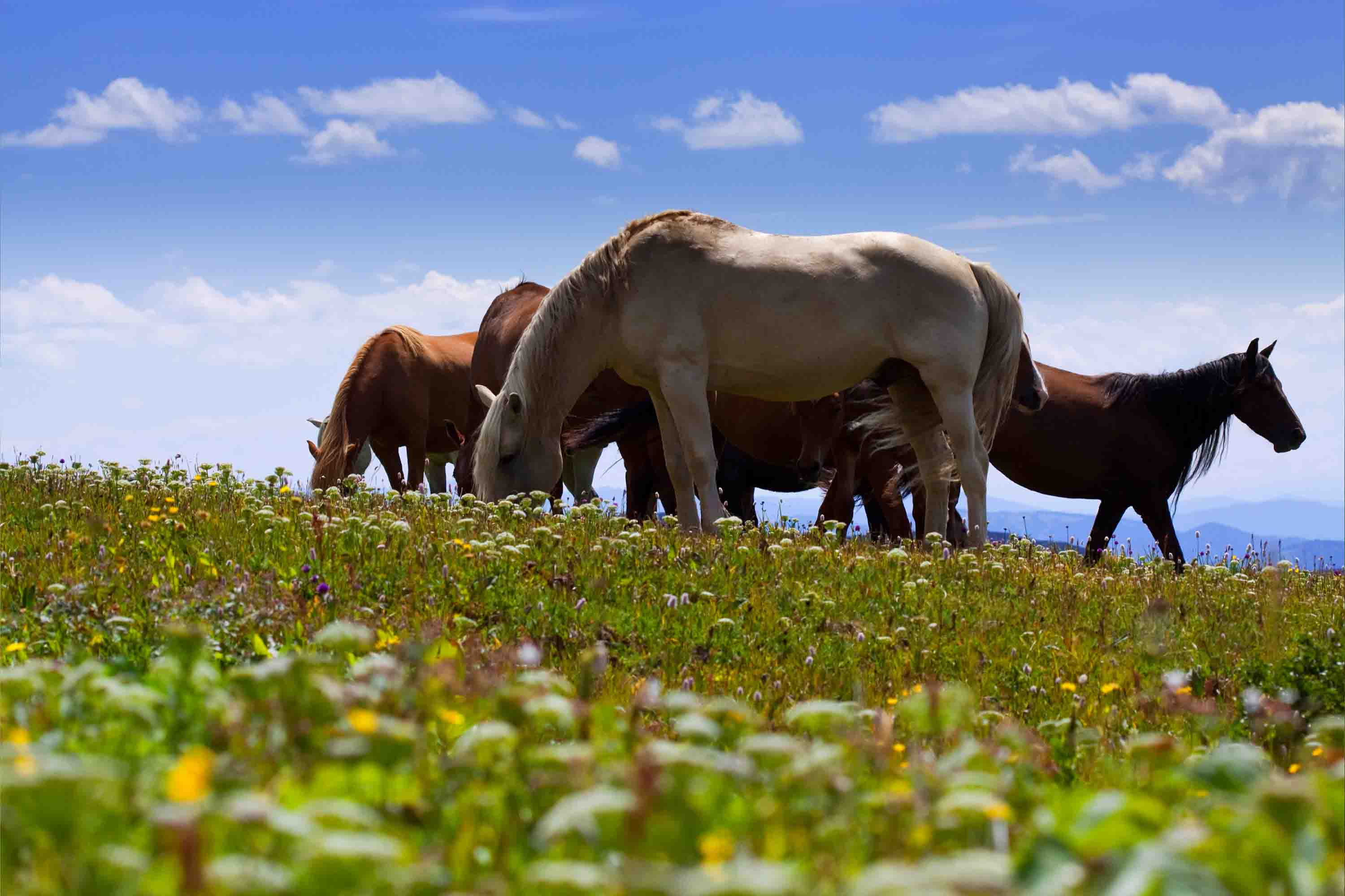 3D Blue Sky Grassland Floral Animal Horse Wallpaper Wall Mural Wall Decor Wall Art Wall Sticker Remoable Wallpaper LQH