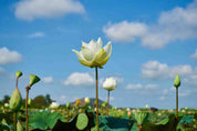3D Floral Lotus Bluesky Cloud Wall Mural Wallpaper YXL 2970