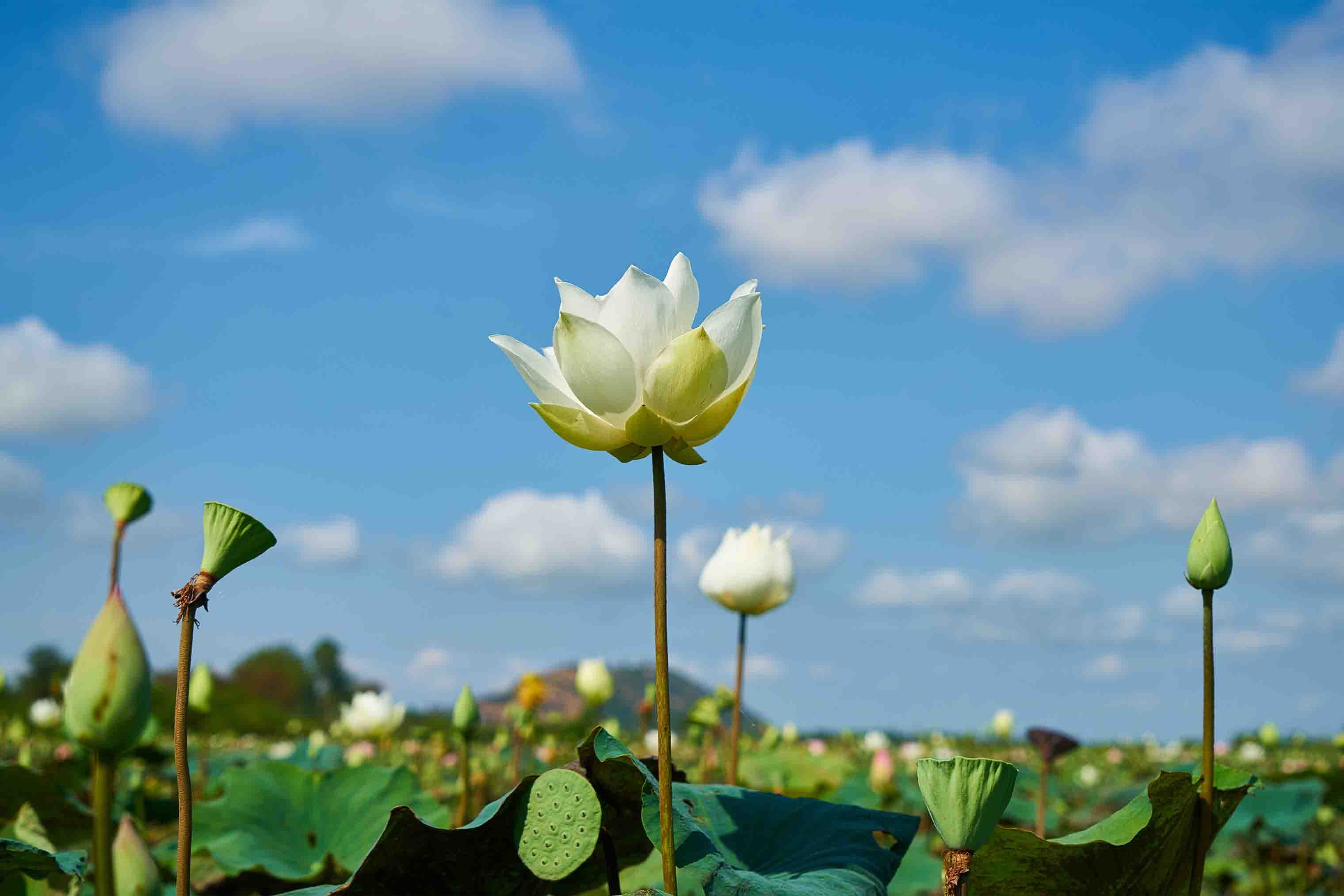 3D Floral Lotus Bluesky Cloud Wall Mural Wallpaper YXL 2970