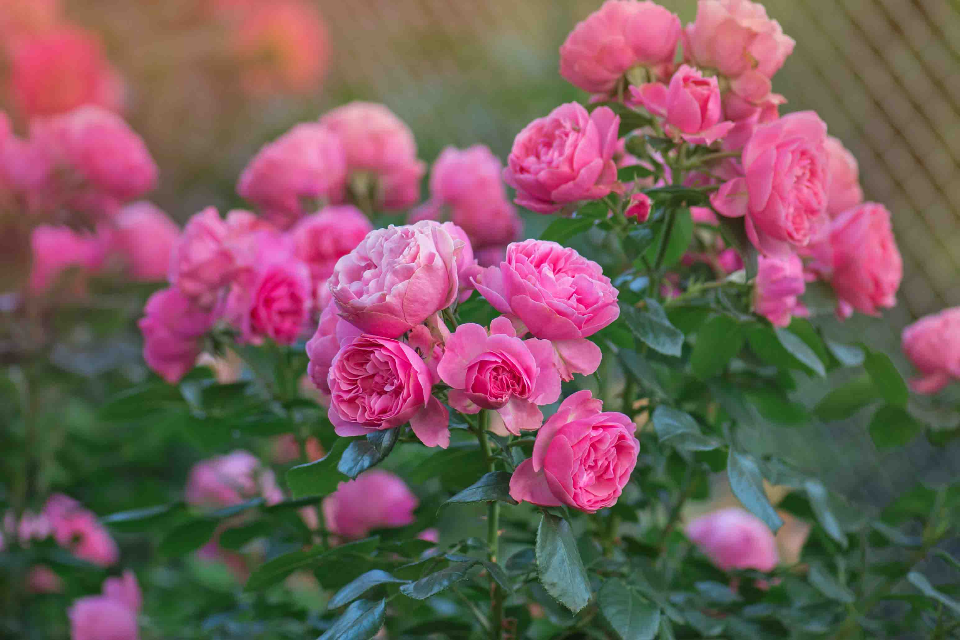 3D Pink Rose Flower Green Leaves Plant Wallpaper Wall Mural Wall Decor Wall Art Wall Sticker Remoable Wallpaper
