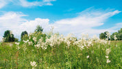 3D Tree Grass Floral Cloud Bluesky Wall Mural Wallpaper YXL 3061