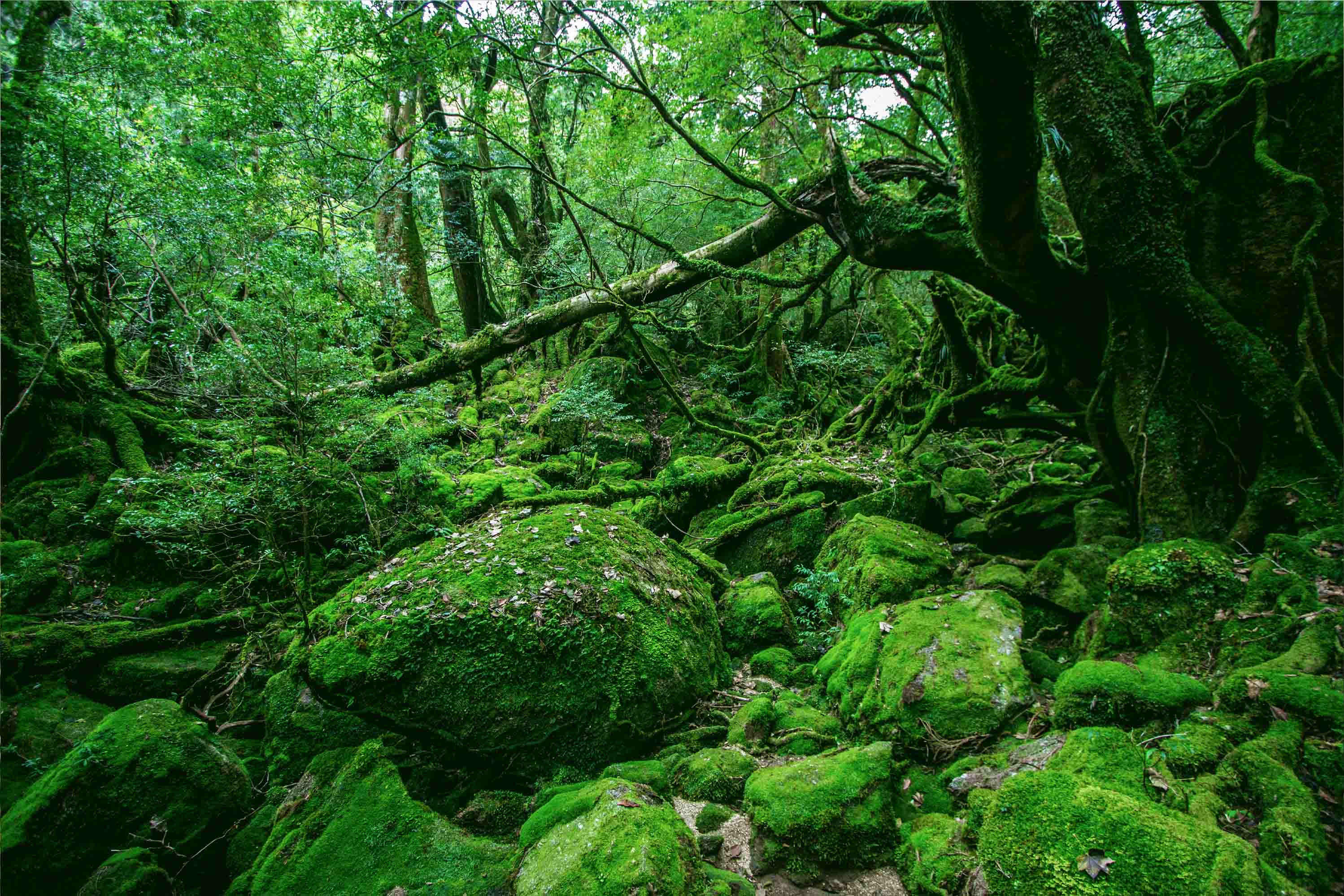 3D Green Forest Tree Scenery Wallpaper Wall Mural Wall Decor Wall Art Wall Sticker Remoable Wallpaper LQH
