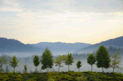 3D Green Forest Mountains White Fog Nature Scenery Wallpaper Wall Mural Wall Decor Wall Art Wall Sticker Remoable Wallpaper LQH