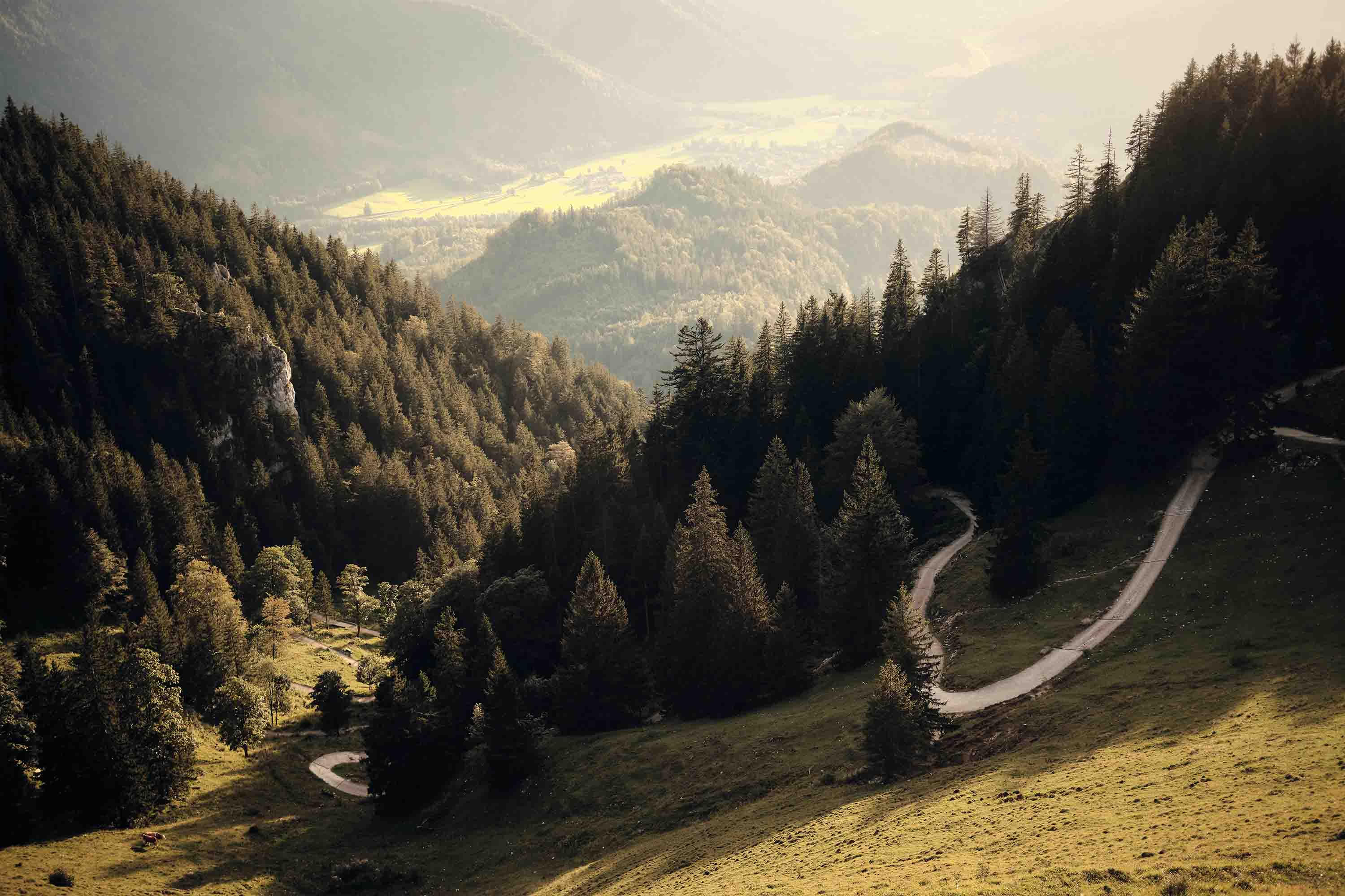3D Scenery Forest Tree Road Grassland Wall Mural Wallpaper YXL 25- Jess Art Decoration