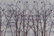 3D Forest Tree Bird Bird's-Nest Wall Mural Wallpaper YXL 2646