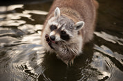 3D Nature Animal Brown Raccoon Wallpaper Wall Mural Wall Decor Wall Art Wall Sticker Remoable Wallpaper 1