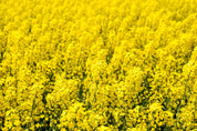 3D Yellow Rapeseed Field Floral Wallpaper Wall Mural Wall Decor Wall Art Wall Sticker Remoable Wallpaper