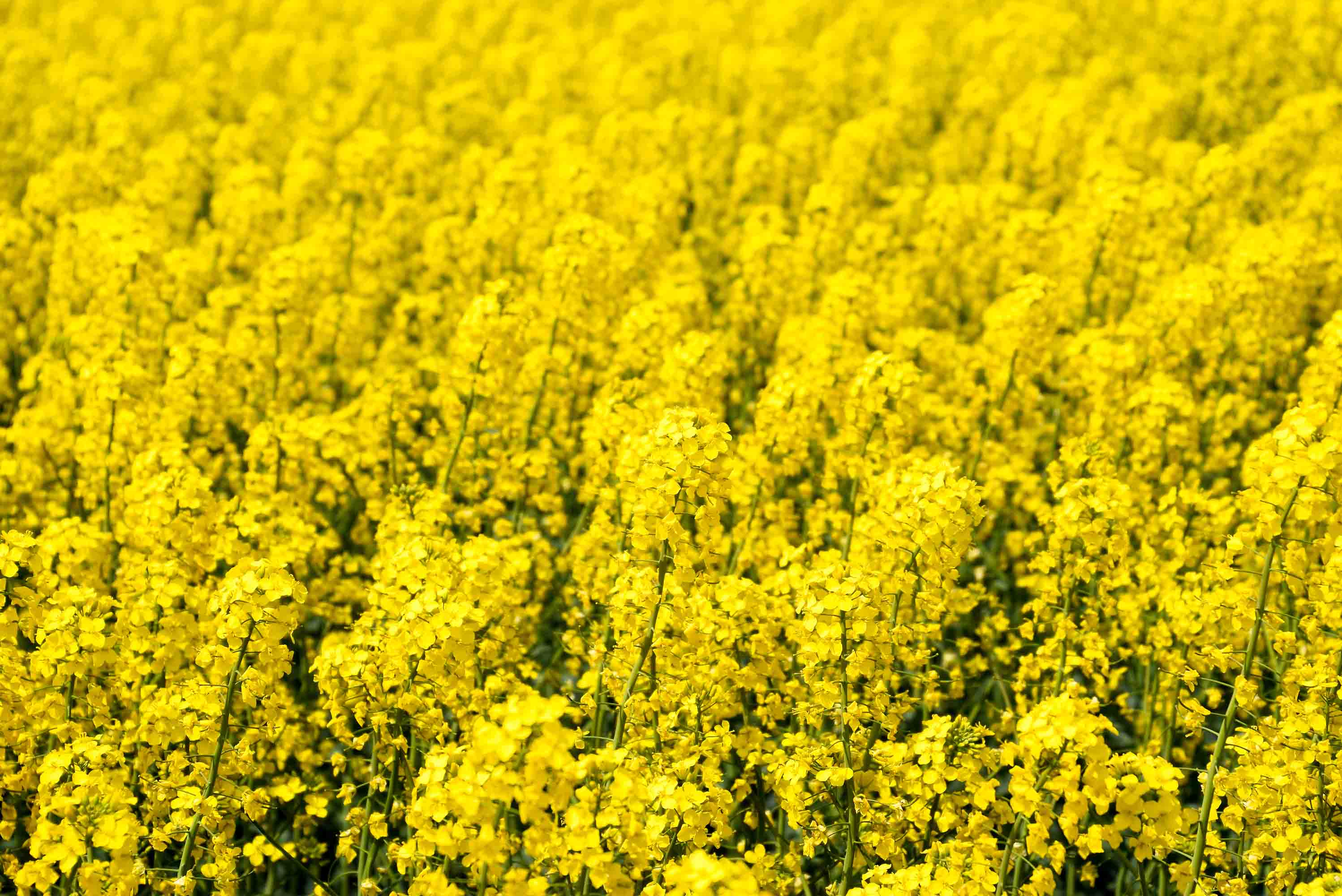 3D Yellow Rapeseed Field Floral Wallpaper Wall Mural Wall Decor Wall Art Wall Sticker Remoable Wallpaper