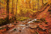 3D Forest Brook Autumn Landscape Wall Mural Wallpaper JN 368