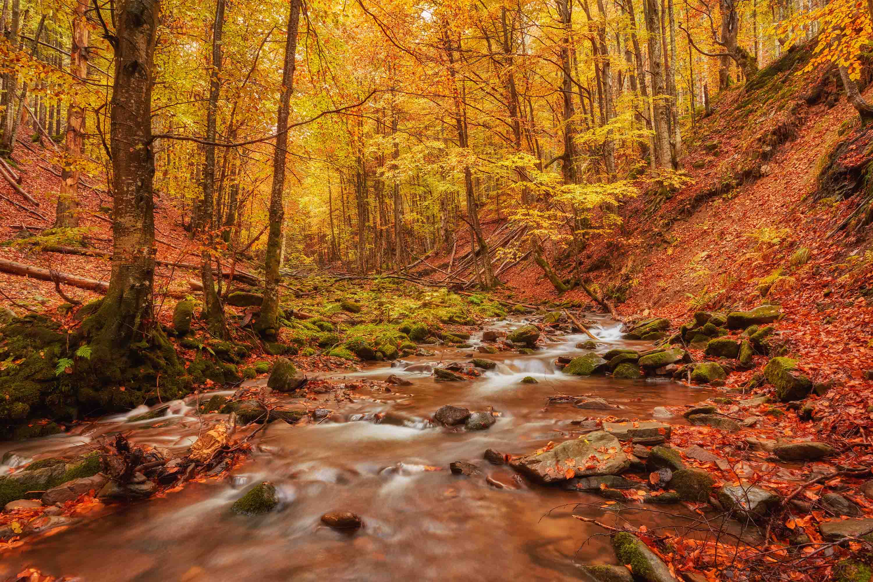 3D Forest Brook Autumn Landscape Wall Mural Wallpaper JN 368