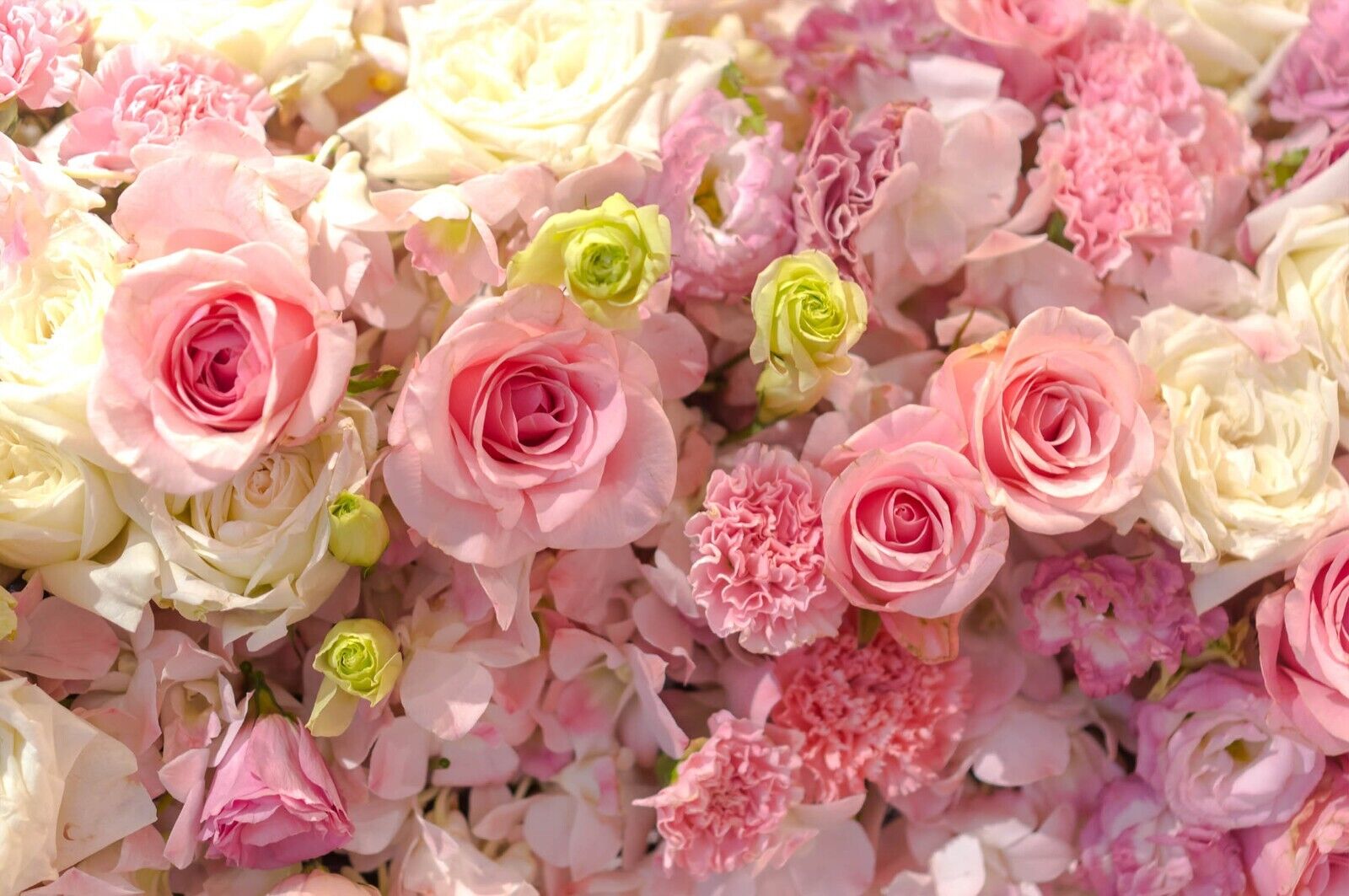 3D Pink Rose Carnation large romantic rose floral wall mural wallpaper for living room - view 4