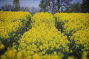 3D Yellow Rapeseed Field Flower Wallpaper Wall Mural Wall Decor Wall Art Wall Sticker Remoable Wallpaper
