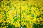 3D Yellow Rapeseed Field Flower Wallpaper Wall Mural Wall Decor Wall Art Wall Sticker Remoable Wallpaper