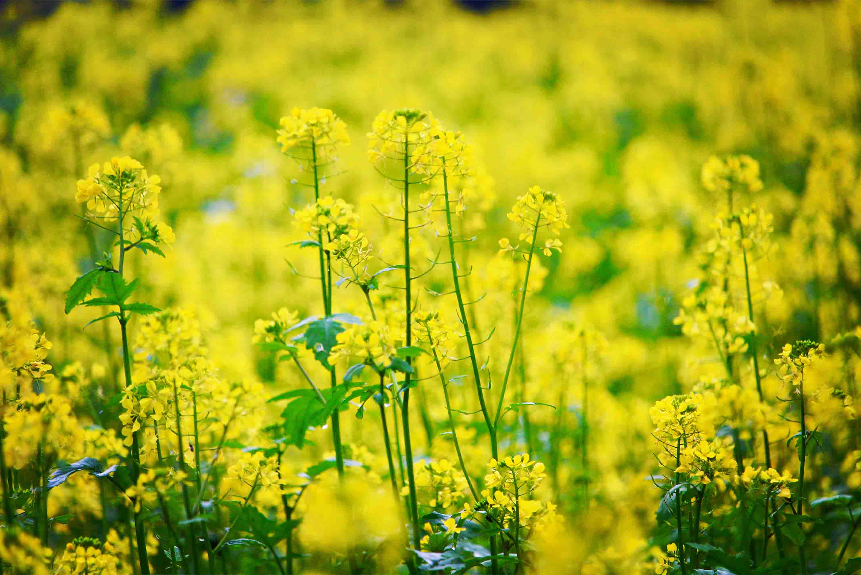 3D Yellow Rapeseed Field Flower Wallpaper Wall Mural Wall Decor Wall Art Wall Sticker Remoable Wallpaper