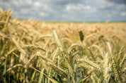 3D Wheat Field Golden Wheat Ears Wallpaper Wall Mural Wall Decor Wall Art Wall Sticker Remoable Wallpaper