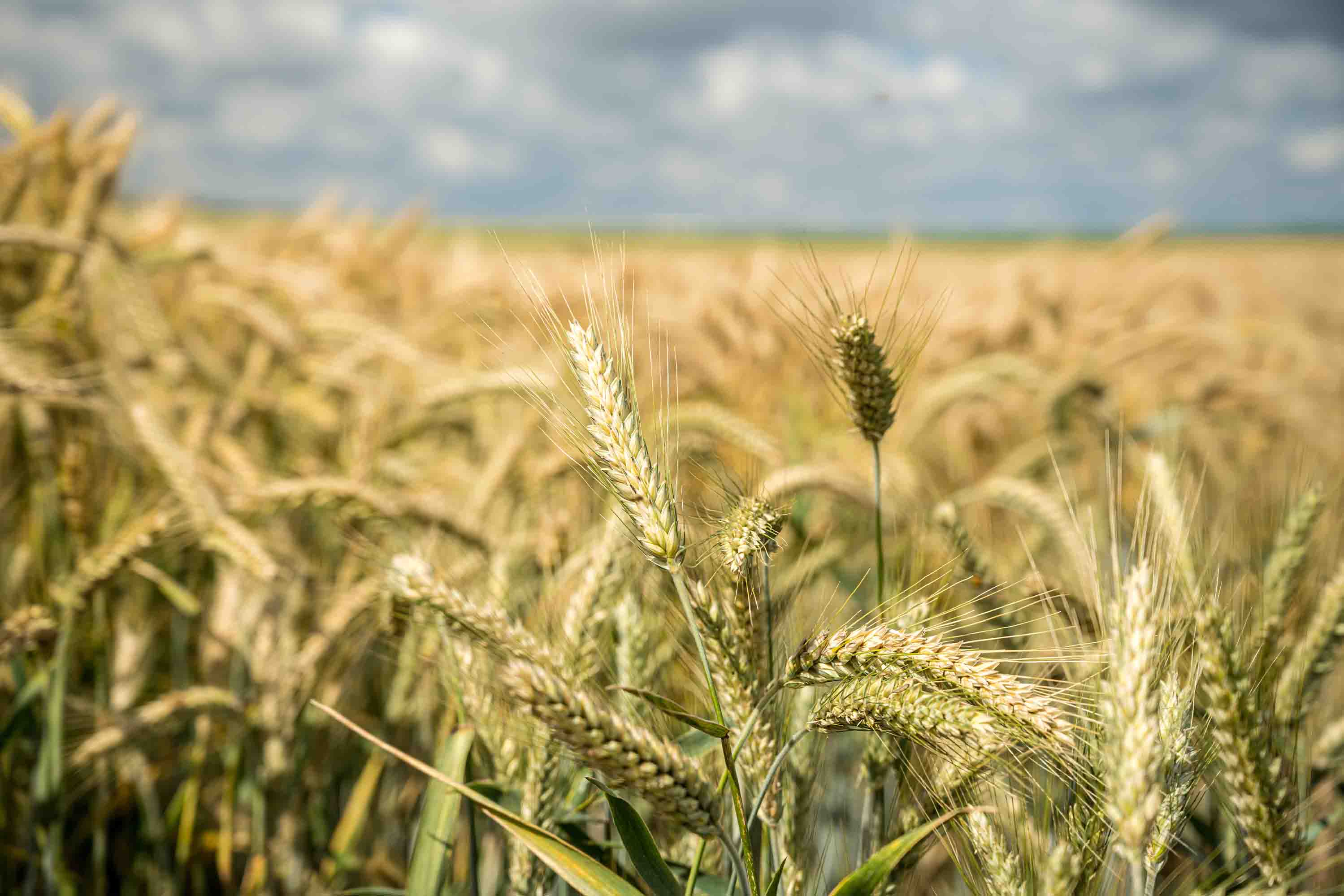 3D Wheat Field Golden Wheat Ears Wallpaper Wall Mural Wall Decor Wall Art Wall Sticker Remoable Wallpaper