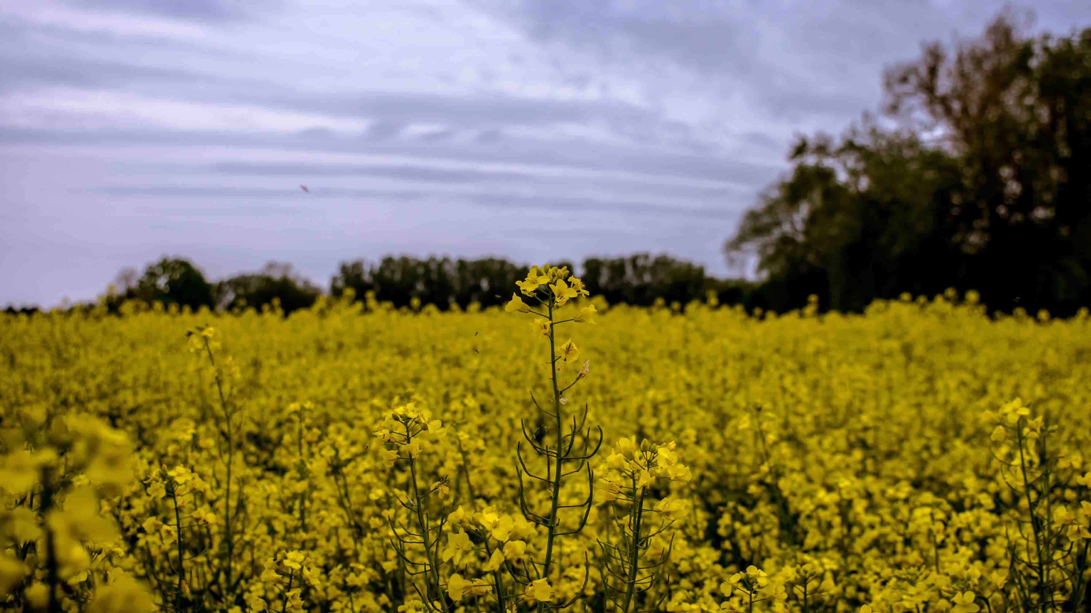 3D Yellow Rapeseed Field Floral Wallpaper Wall Mural Wall Decor Wall Art Wall Sticker Remoable Wallpaper