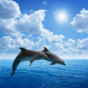 3D Jumping Dolphins Couple Blue Sea Sky White Clouds Wall Mural Wallpaper GD 5043- Jess Art Decoration