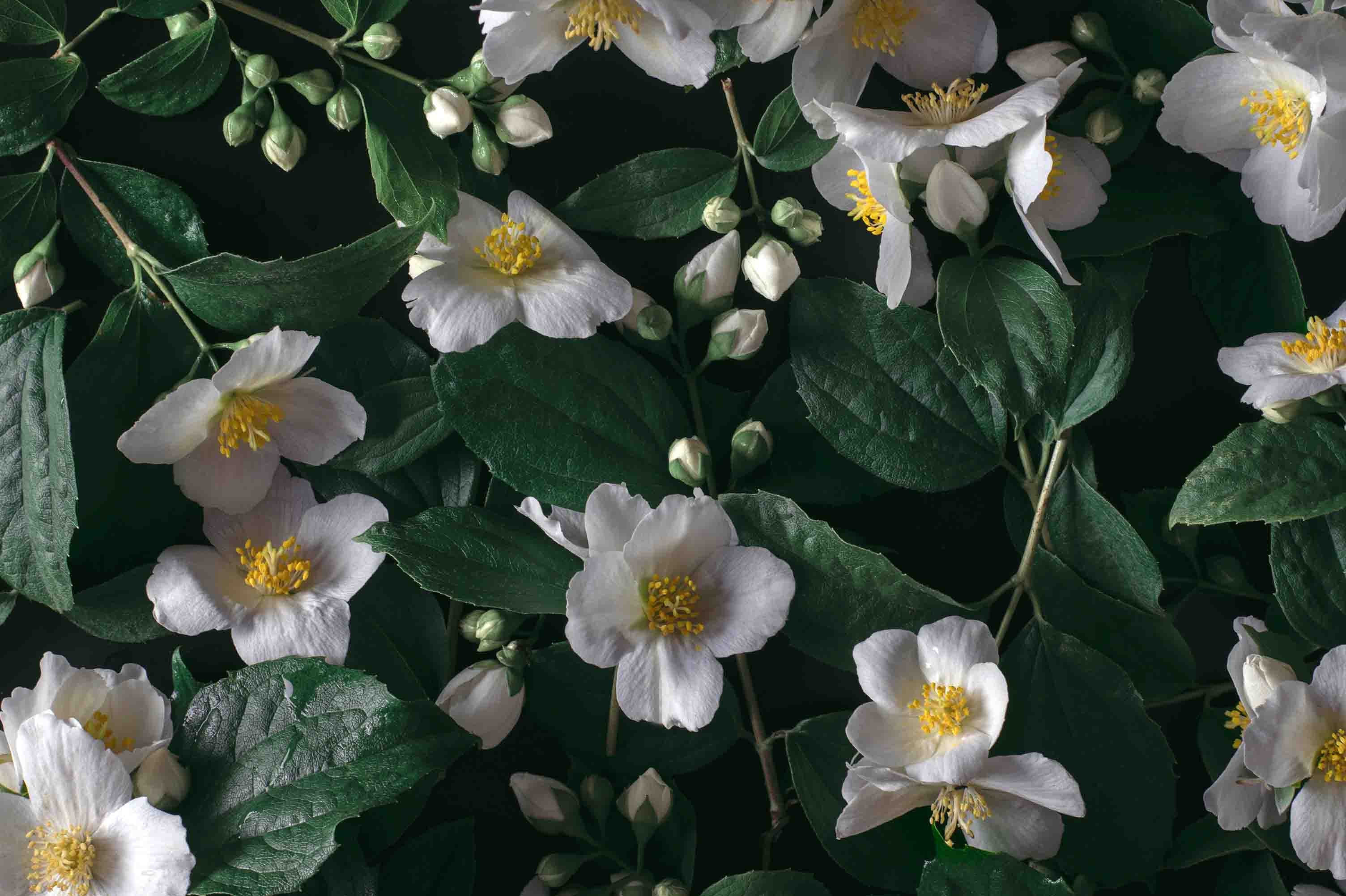 3D Retail Shop Store Market Trade Floral Leaves Wall Mural Wallpaper 3