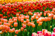 3D Colorful Tulip Flower Wallpaper Wall Mural Wall Decor Wall Art Wall Sticker Remoable Wallpaper
