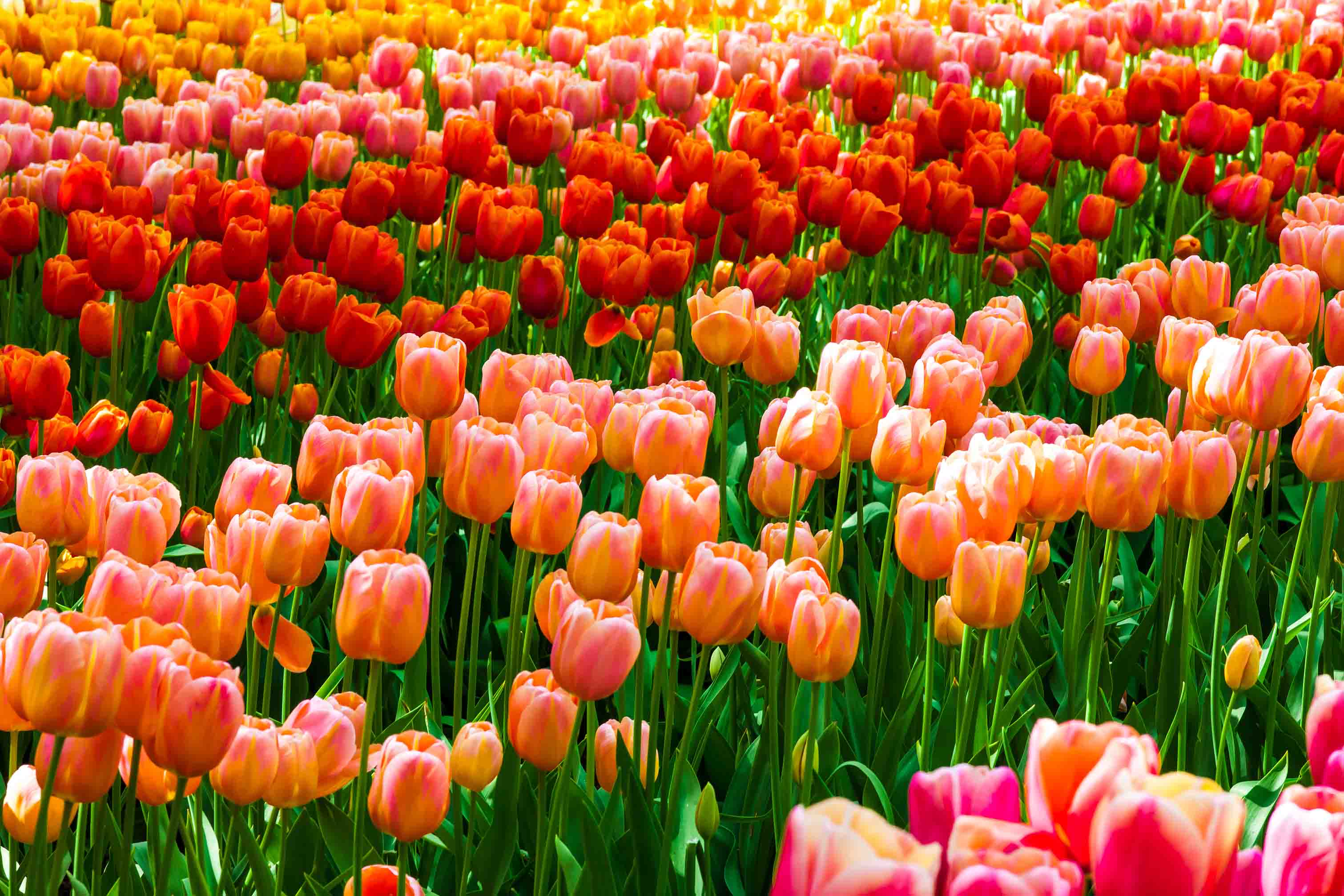 3D Colorful Tulip Flower Wallpaper Wall Mural Wall Decor Wall Art Wall Sticker Remoable Wallpaper