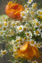 3D Oil Painting Floral Small Daisy Tulip Dew Glass Wall Mural Wallpaper YXL 150