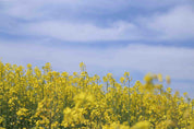 3D Yellow Rapeseed Field Blue Sky Wallpaper Wall Mural Wall Decor Wall Art Wall Sticker Remoable Wallpaper