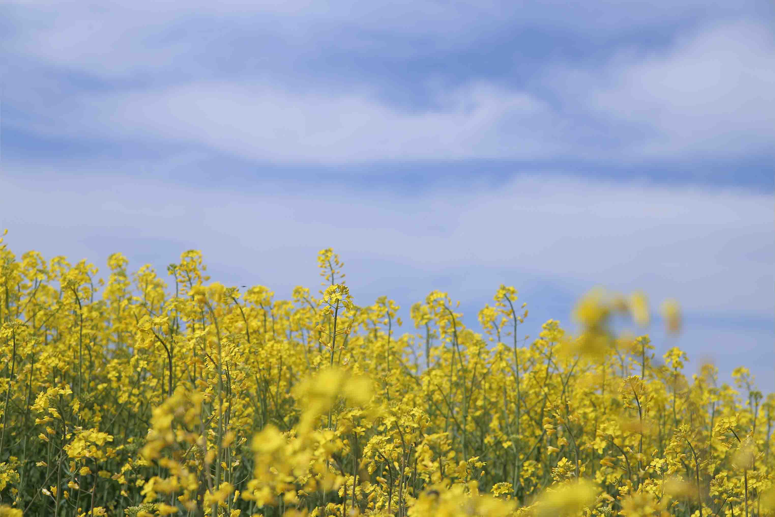 3D Yellow Rapeseed Field Blue Sky Wallpaper Wall Mural Wall Decor Wall Art Wall Sticker Remoable Wallpaper