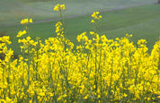 3D Yellow Rapeseed Field Wallpaper Wall Mural Wall Decor Wall Art Wall Sticker Remoable Wallpaper