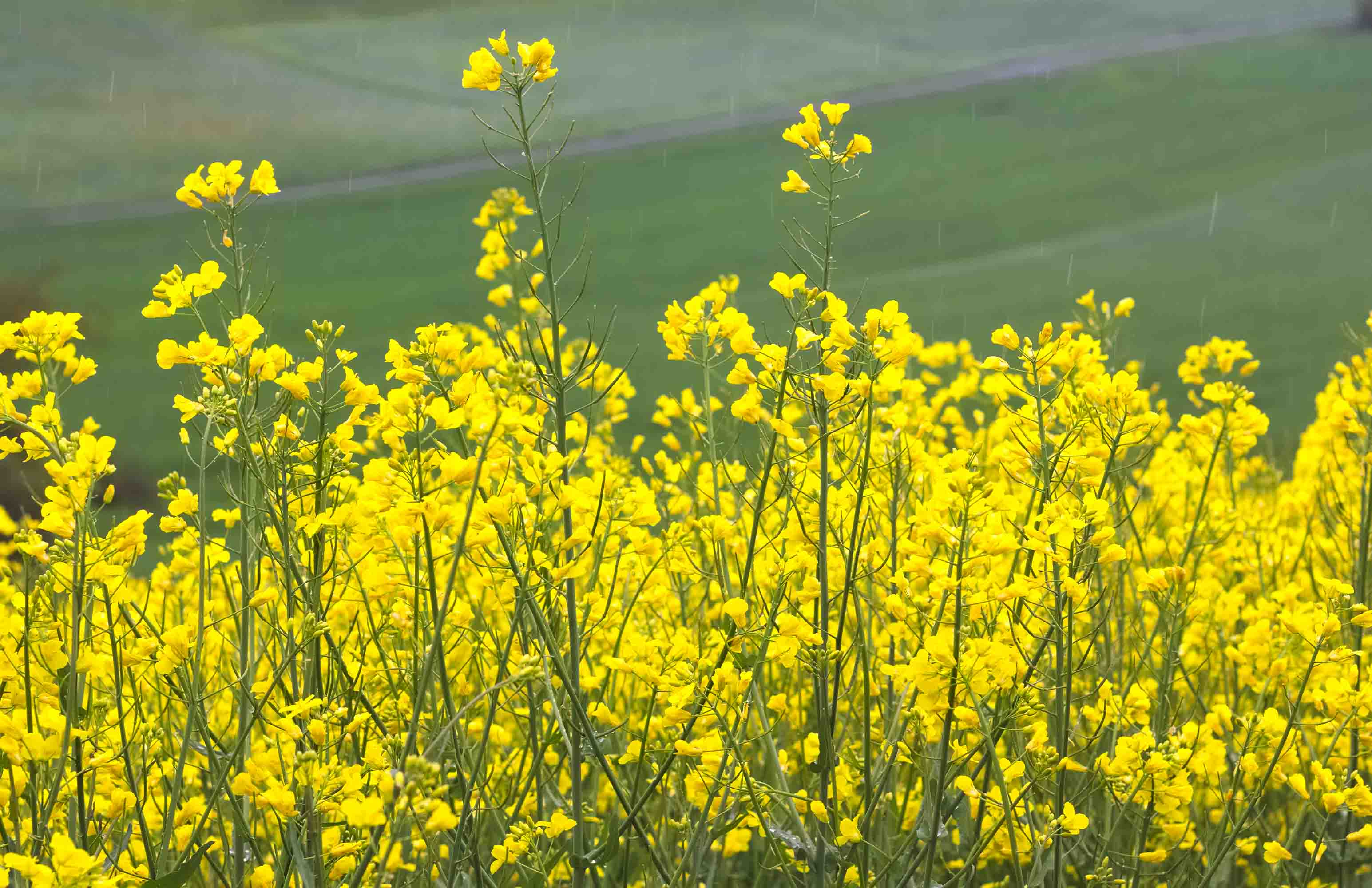 3D Yellow Rapeseed Field Wallpaper Wall Mural Wall Decor Wall Art Wall Sticker Remoable Wallpaper