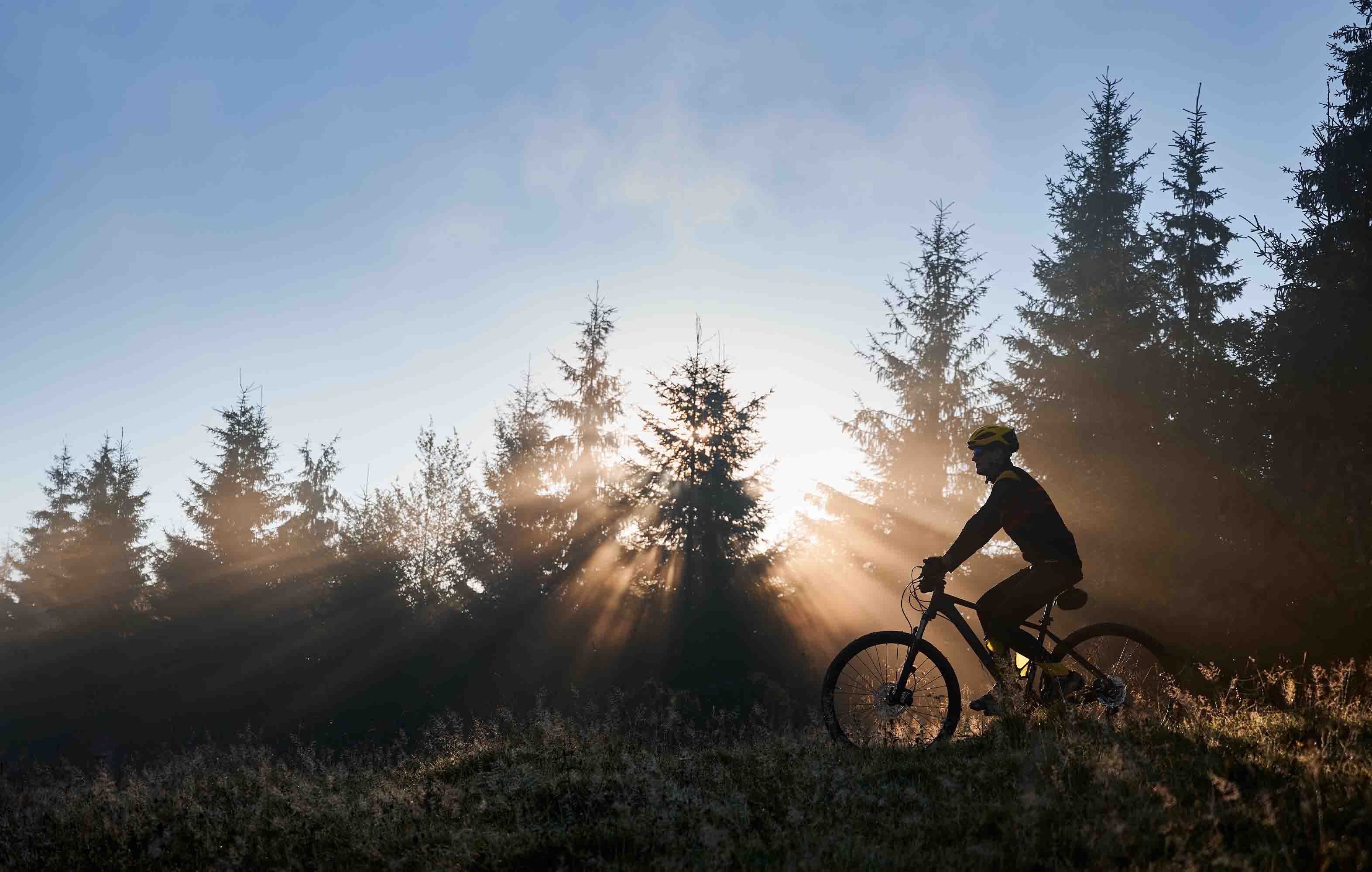 3D Tree Cycling Sunlight Person Wall Mural Wallpaper YXL 152