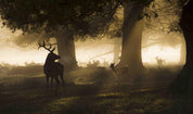 3D Plant Forest Animal Elk Sunshine Landscape Wall Mural Wallpaper LLL 1900- Jess Art Decoration