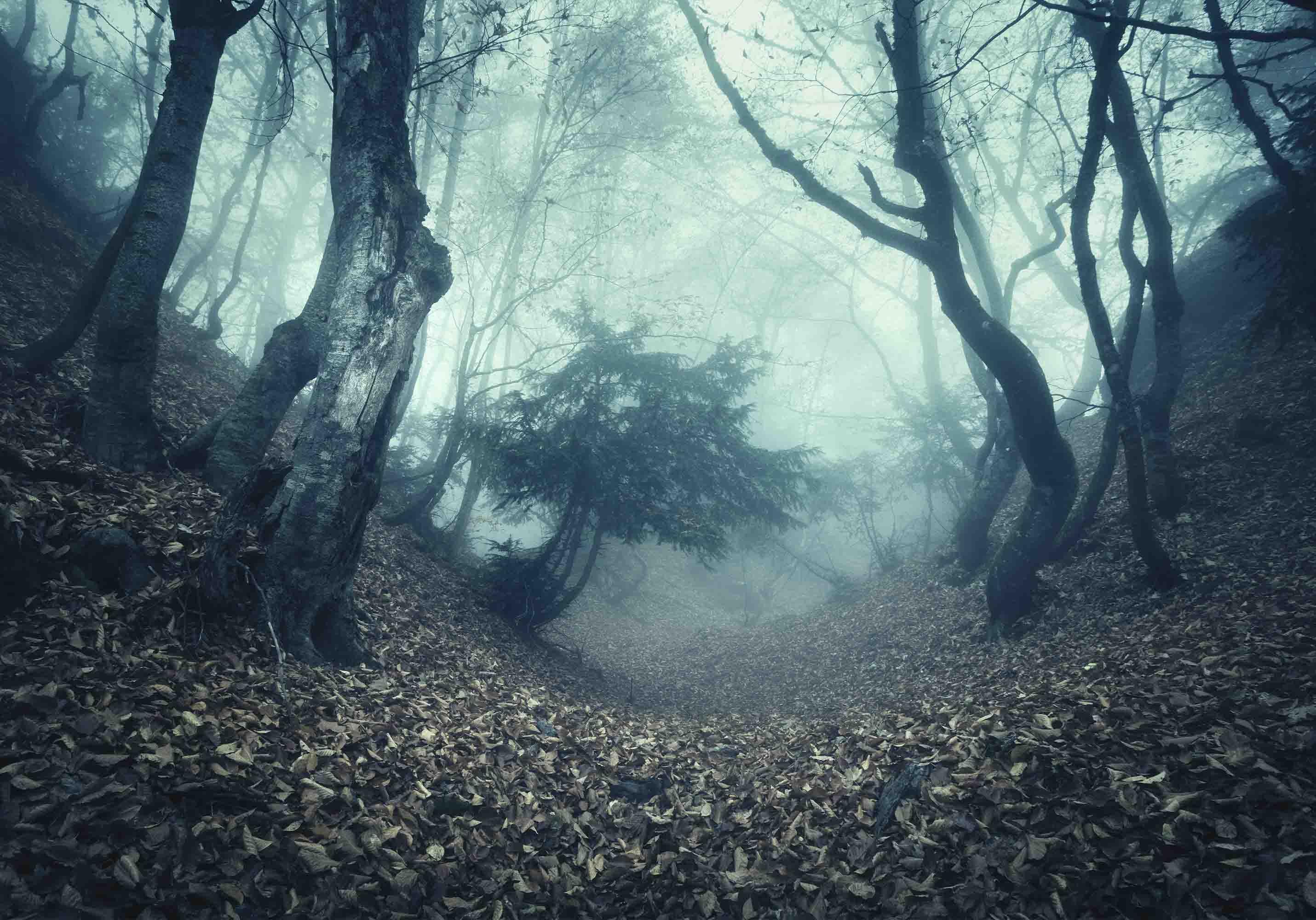 3D Plant Tree Trunk Dead Leaves Fog Blue Landscape Wall Mural Wallpaper LLL 1798- Jess Art Decoration
