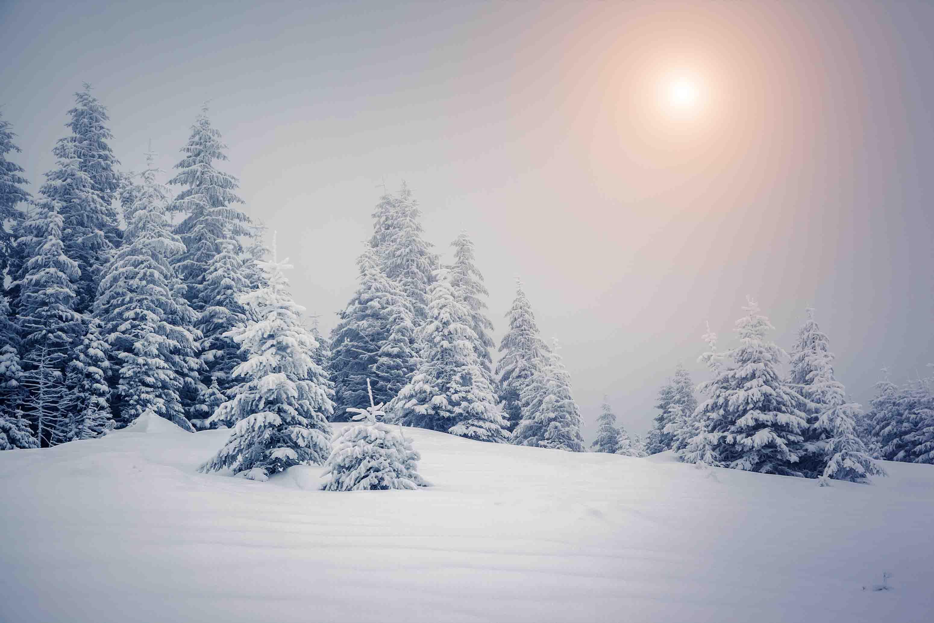 3D Snow Mountain Plant Pine Tree White Landscape Wall Mural Wallpaper LLL 1860- Jess Art Decoration