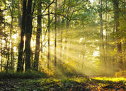 3D Plant Jungle Sunshine Green Landscape Wall Mural Wallpaper LLL 1958- Jess Art Decoration