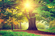 3D Plant Tree Sunshine Landscape Wall Mural Wallpaper LLL 1919- Jess Art Decoration