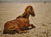 3D Brown Hores Wall Mural Wallpaper 69- Jess Art Decoration