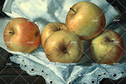 3D Apples Oil Painting Wall Mural Wallpaper 55- Jess Art Decoration